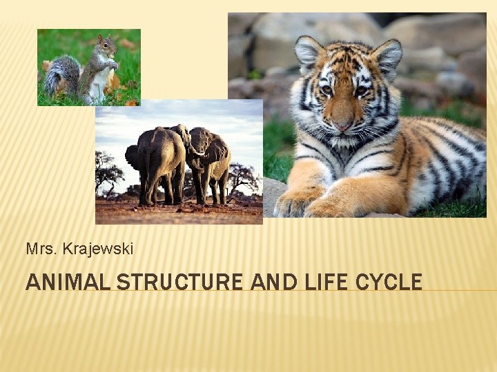 Mrs. Krajewski ANIMAL STRUCTURE AND LIFE CYCLE 