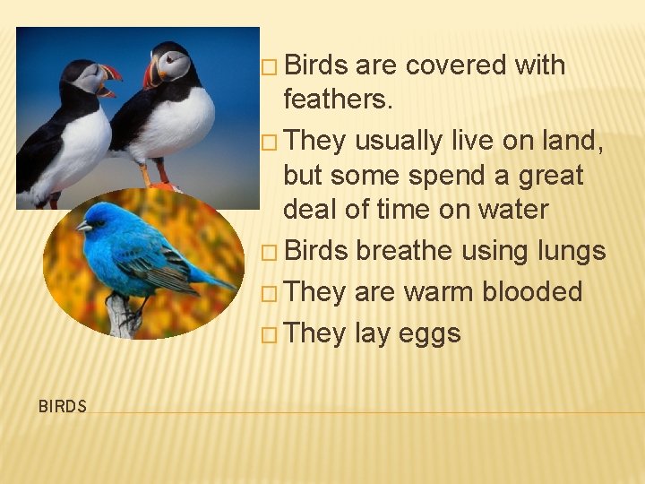 � Birds are covered with feathers. � They usually live on land, but some