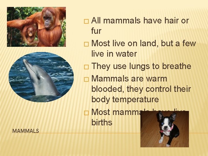 � All mammals have hair or fur � Most live on land, but a