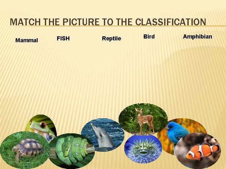 MATCH THE PICTURE TO THE CLASSIFICATION Mammal FISH Reptile Bird Amphibian 