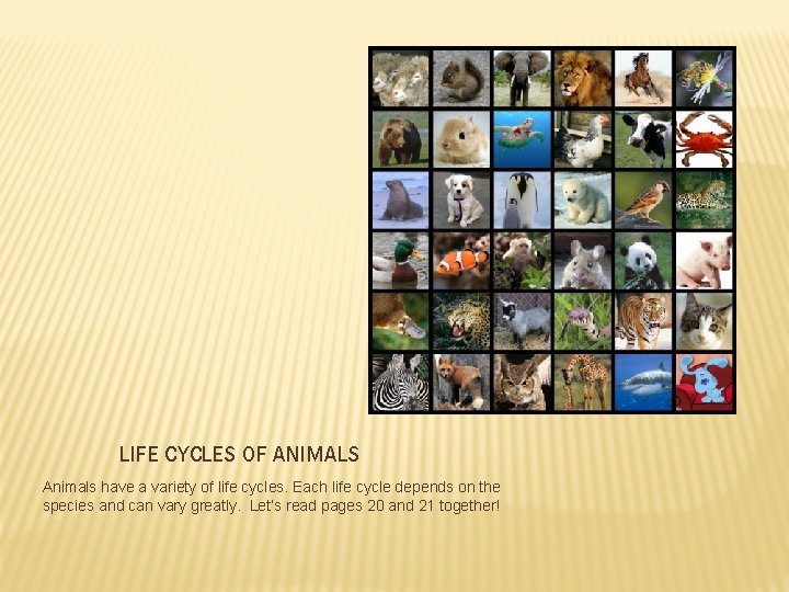 LIFE CYCLES OF ANIMALS Animals have a variety of life cycles. Each life cycle