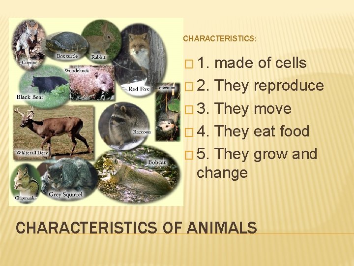 CHARACTERISTICS: � 1. made of cells � 2. They reproduce � 3. They move