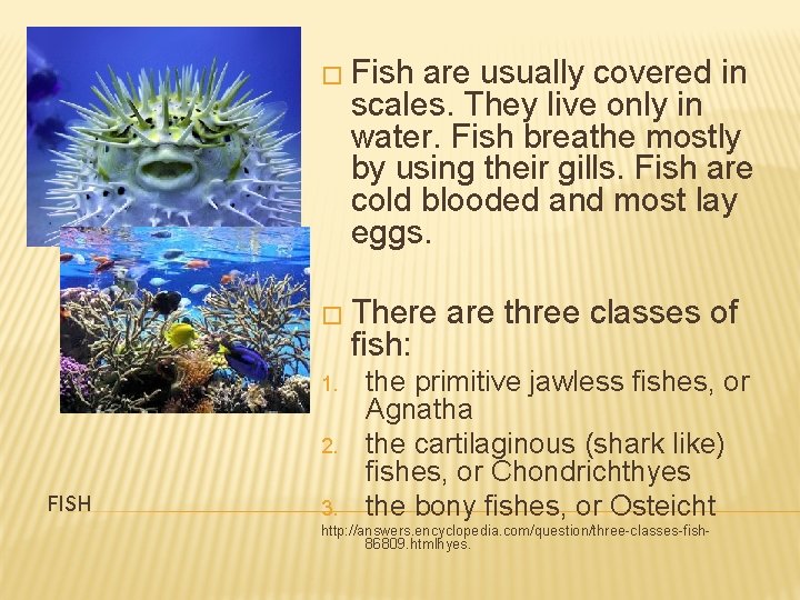 � Fish are usually covered in scales. They live only in water. Fish breathe