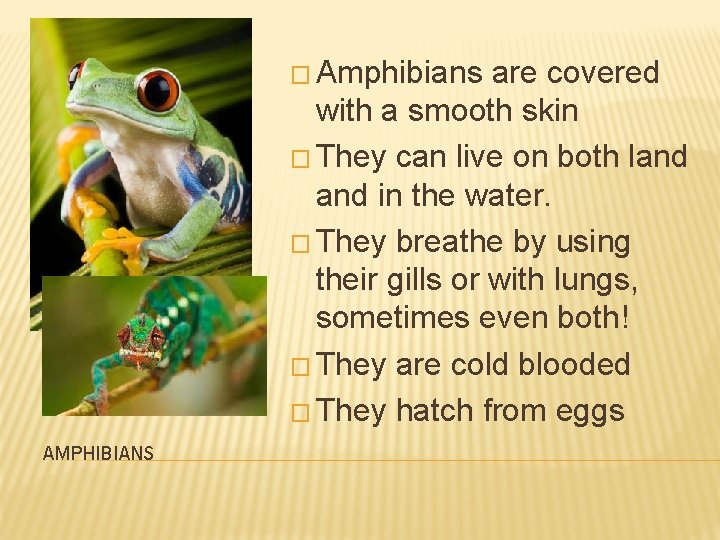 � Amphibians are covered with a smooth skin � They can live on both