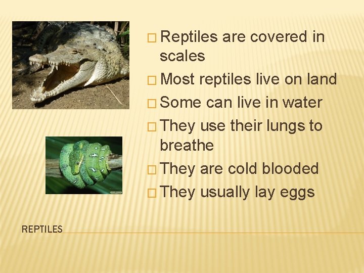 � Reptiles are covered in scales � Most reptiles live on land � Some