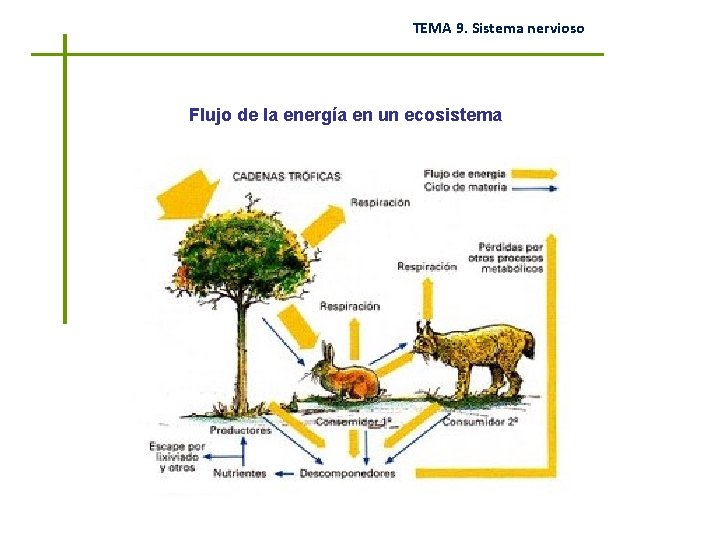 TEMA 9. Sistema nervioso Flujo de la energía en un ecosistema 