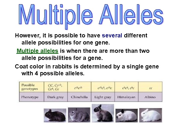 However, it is possible to have several different allele possibilities for one gene. Multiple