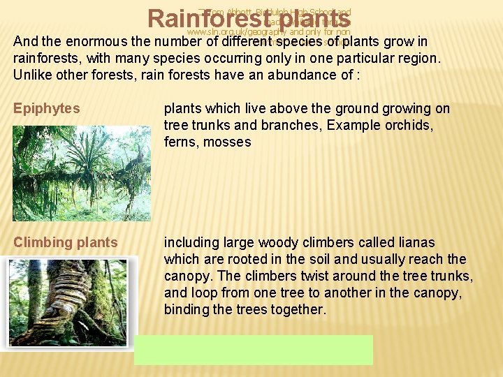 Rainforest plants � Tom Abbott, Biddulph High School and made available through www. sln.