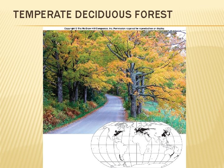 TEMPERATE DECIDUOUS FOREST 