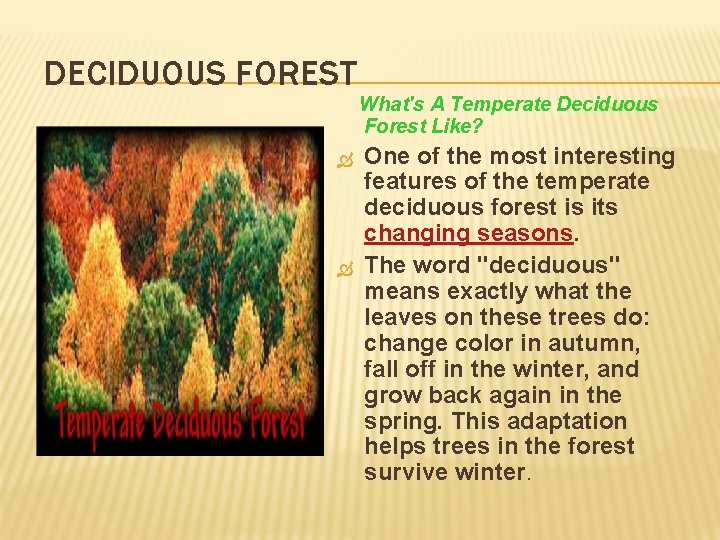 DECIDUOUS FOREST What's A Temperate Deciduous Forest Like? One of the most interesting features