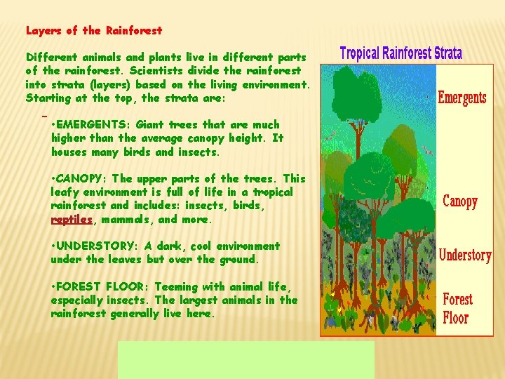 Layers of the Rainforest Different animals and plants live in different parts of the