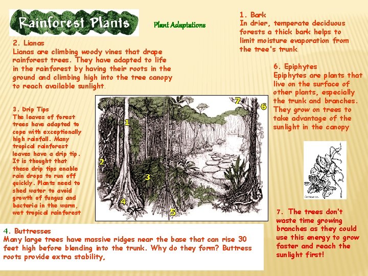 Plant Adaptations 2. Lianas are climbing woody vines that drape rainforest trees. They have