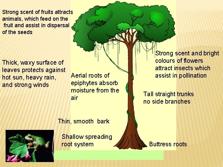 Strong scent of fruits attracts animals, which feed on the fruit and assist in