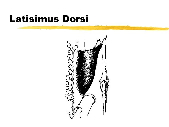 Latisimus Dorsi 