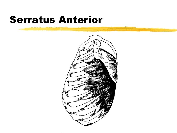Serratus Anterior 
