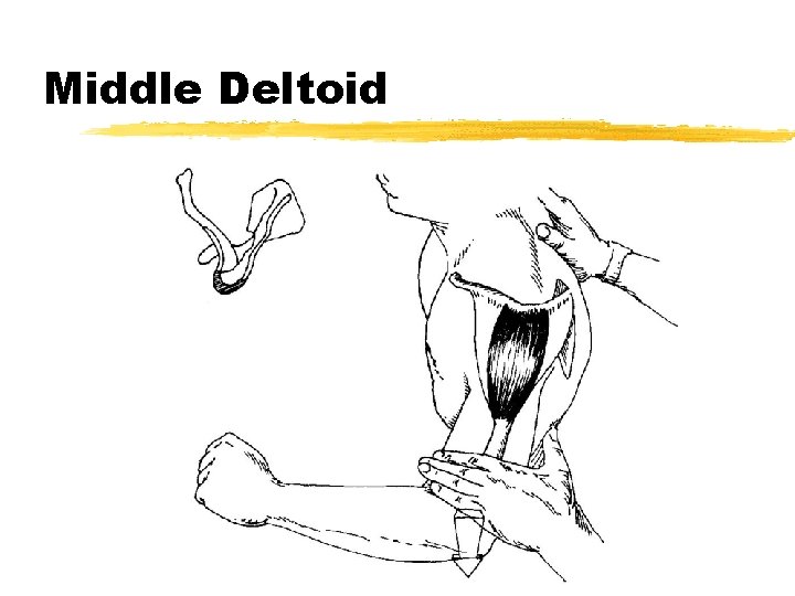 Middle Deltoid 