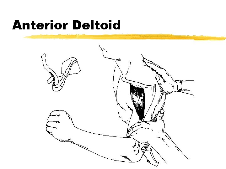 Anterior Deltoid 