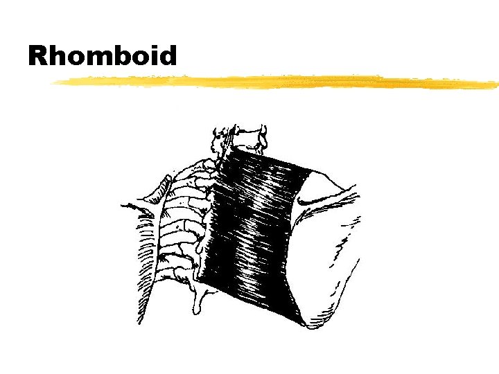 Rhomboid 