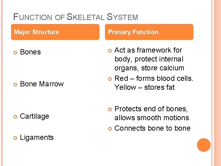 SKELETAL SYSTEM OVERVIEW OF SKELETAL SYSTEM Major Structures