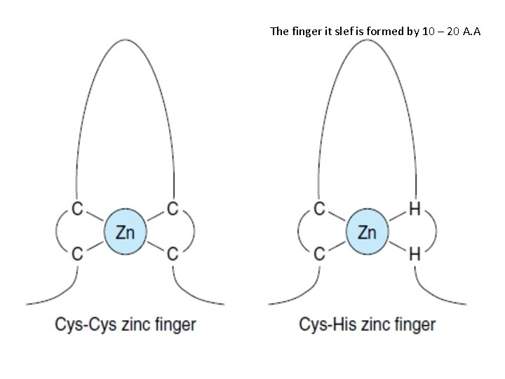 The finger it slef is formed by 10 – 20 A. A 