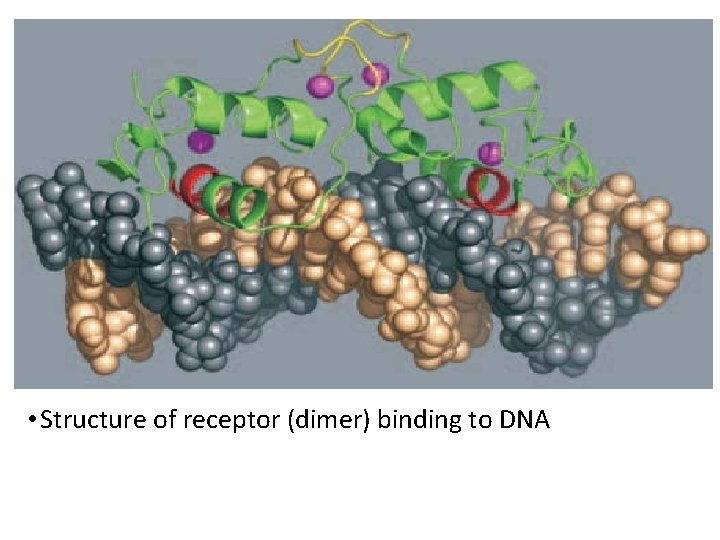  • Structure of receptor (dimer) binding to DNA 