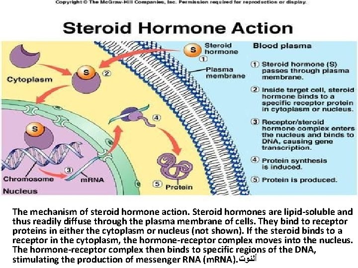 The mechanism of steroid hormone action. Steroid hormones are lipid-soluble and thus readily diffuse