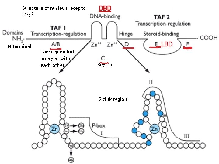 Structure of nucleus receptor ﺍﻟﻨﻮﺕ N terminal Tow region but merged with each other