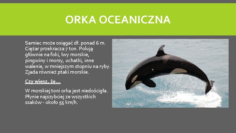 ORKA OCEANICZNA Samiec może osiągać dł. ponad 6 m. Ciężar przekracza 7 ton. Polują