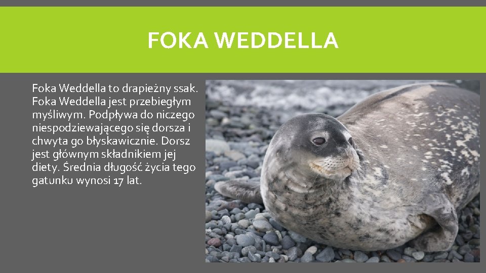 FOKA WEDDELLA Foka Weddella to drapieżny ssak. Foka Weddella jest przebiegłym myśliwym. Podpływa do