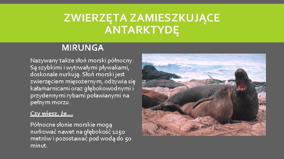 ZWIERZĘTA ZAMIESZKUJĄCE ANTARKTYDĘ MIRUNGA Nazywany także słoń morski północny. Są szybkimi i wytrwałymi pływakami,