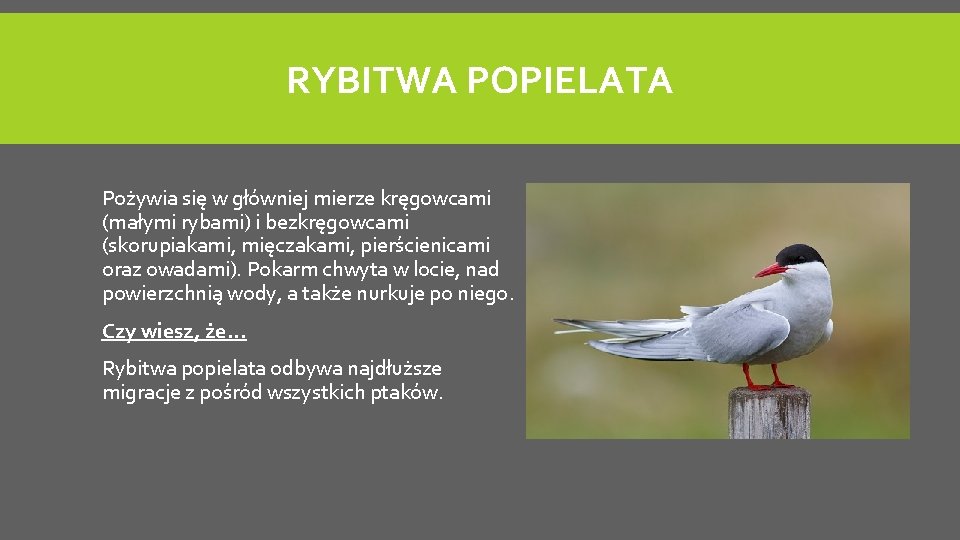 RYBITWA POPIELATA Pożywia się w główniej mierze kręgowcami (małymi rybami) i bezkręgowcami (skorupiakami, mięczakami,