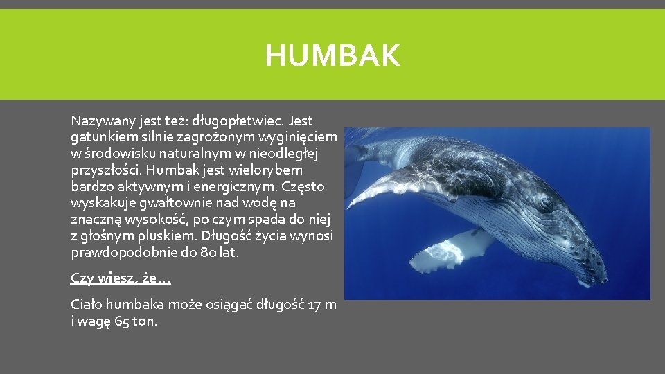 HUMBAK Nazywany jest też: długopłetwiec. Jest gatunkiem silnie zagrożonym wyginięciem w środowisku naturalnym w