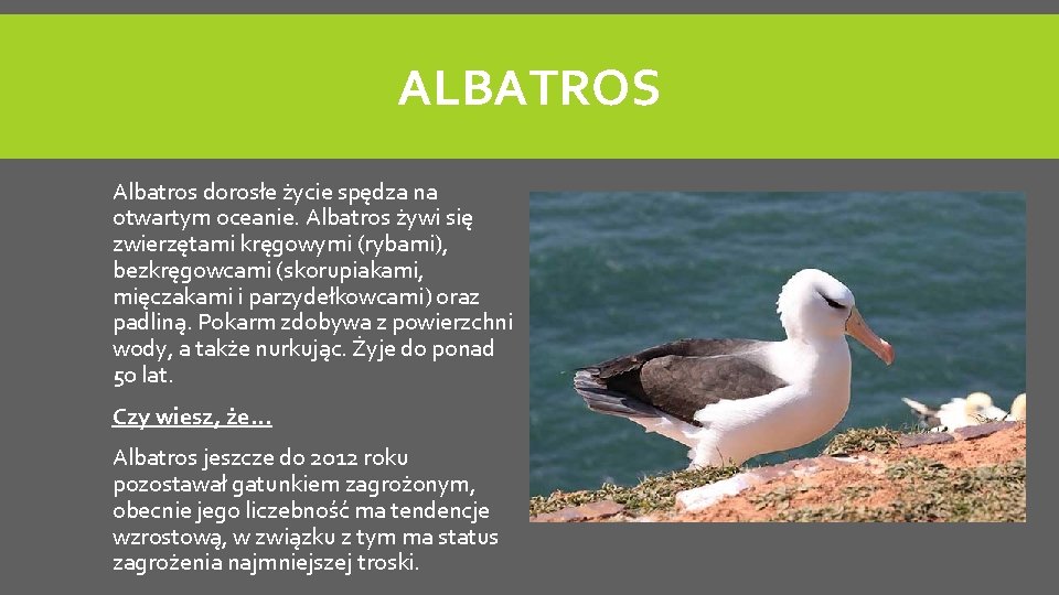 ALBATROS Albatros dorosłe życie spędza na otwartym oceanie. Albatros żywi się zwierzętami kręgowymi (rybami),
