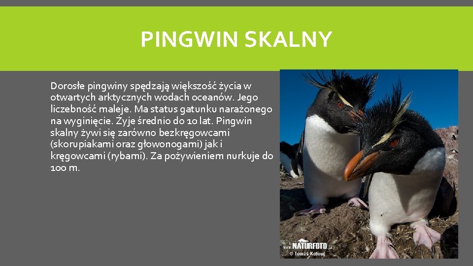 PINGWIN SKALNY Dorosłe pingwiny spędzają większość życia w otwartych arktycznych wodach oceanów. Jego liczebność