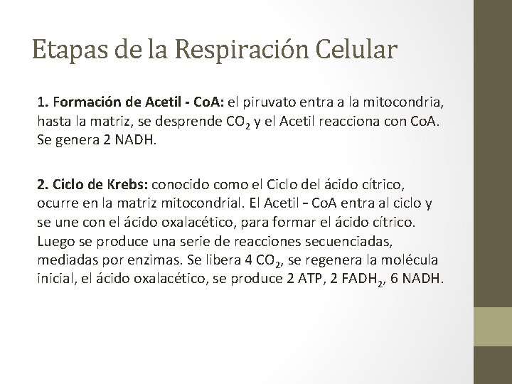 Etapas de la Respiración Celular 1. Formación de Acetil - Co. A: el piruvato