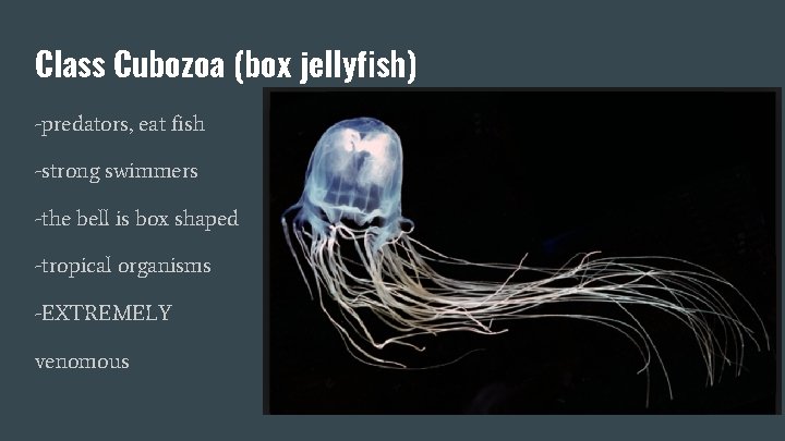 Class Cubozoa (box jellyfish) -predators, eat fish -strong swimmers -the bell is box shaped