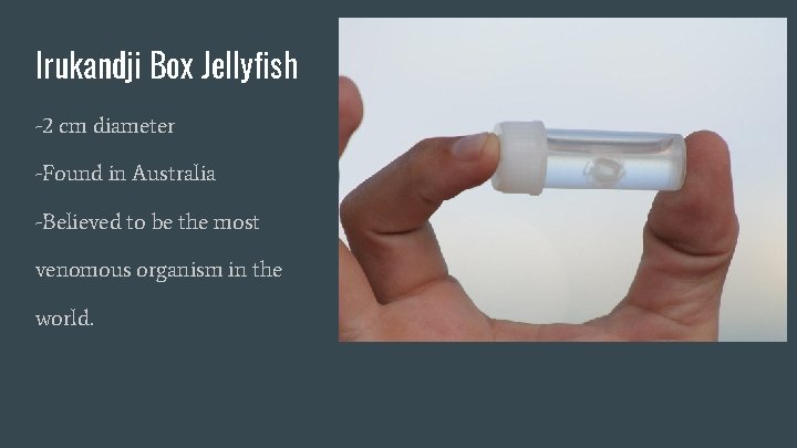 Irukandji Box Jellyfish -2 cm diameter -Found in Australia -Believed to be the most