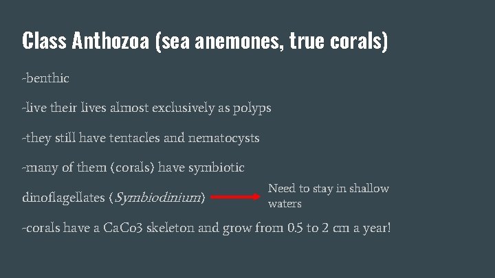 Class Anthozoa (sea anemones, true corals) -benthic -live their lives almost exclusively as polyps