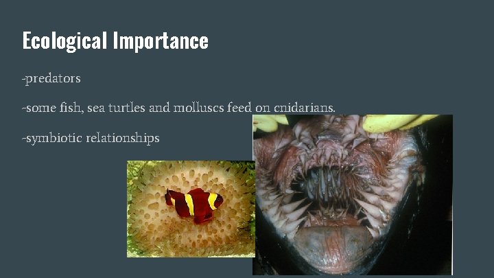 Ecological Importance -predators -some fish, sea turtles and molluscs feed on cnidarians. -symbiotic relationships