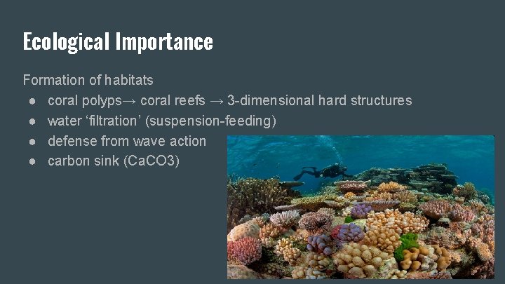 Ecological Importance Formation of habitats ● coral polyps→ coral reefs → 3 -dimensional hard