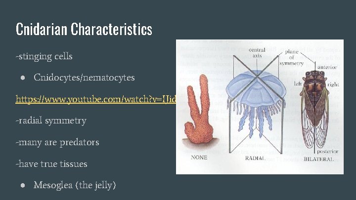 Cnidarian Characteristics -stinging cells ● Cnidocytes/nematocytes https: //www. youtube. com/watch? v=IJid. AI 1 WASo