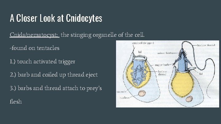 A Closer Look at Cnidocytes Cnida/nematocyst: the stinging organelle of the cell. -found on