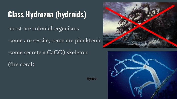 Class Hydrozoa (hydroids) -most are colonial organisms -some are sessile, some are planktonic. -some