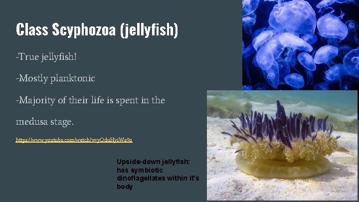Class Scyphozoa (jellyfish) -True jellyfish! -Mostly planktonic -Majority of their life is spent in