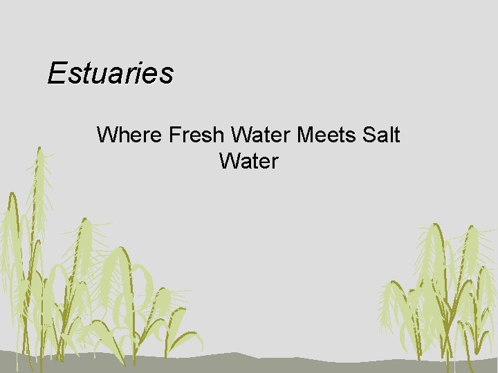 Estuaries Where Fresh Water Meets Salt Water 