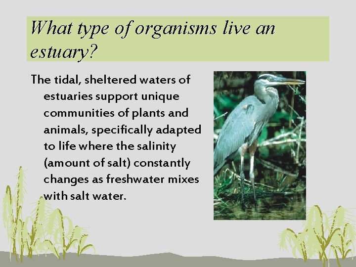What type of organisms live an estuary? The tidal, sheltered waters of estuaries support
