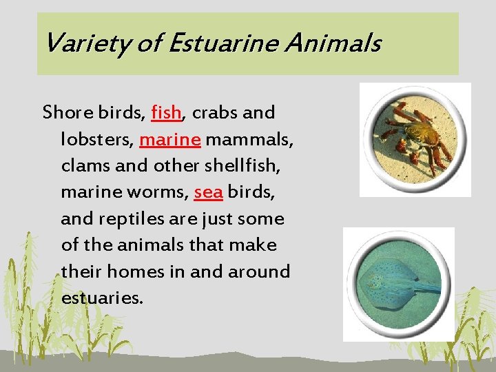 Variety of Estuarine Animals Shore birds, fish, crabs and lobsters, marine mammals, clams and