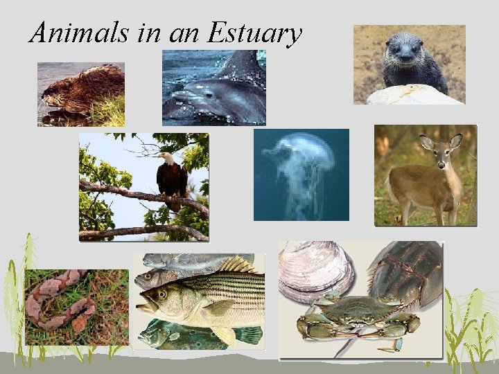 Animals in an Estuary 