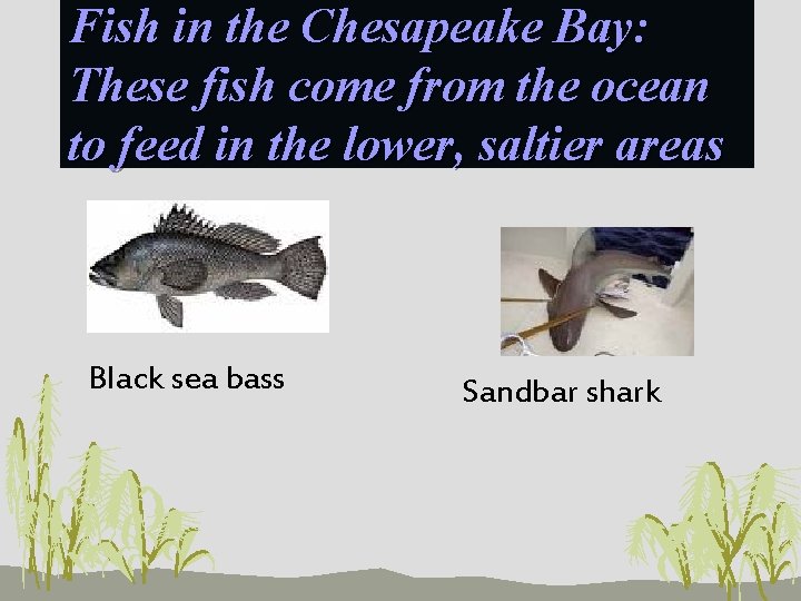 Fish in the Chesapeake Bay: These fish come from the ocean to feed in