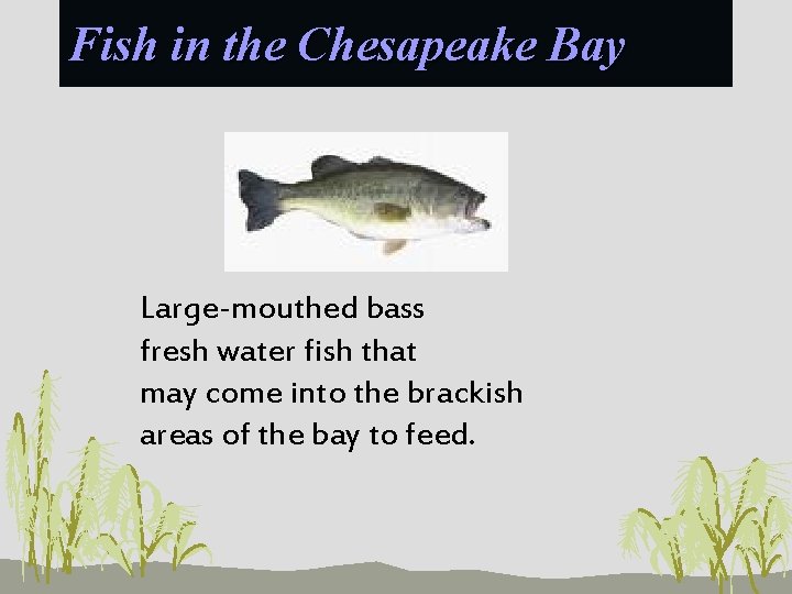Fish in the Chesapeake Bay Large-mouthed bass fresh water fish that may come into
